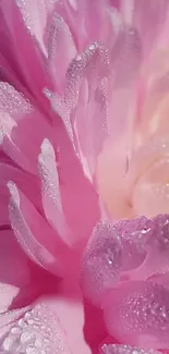 Flower Plant Water Live Wallpaper