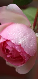 Flower Plant Water Live Wallpaper