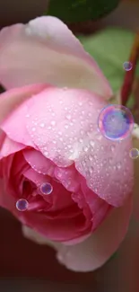 Flower Plant Water Live Wallpaper