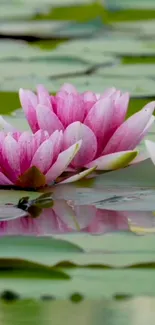 Pink lotus flowers floating on water with green leaves.