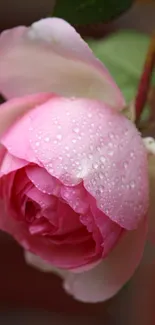 Flower Plant Water Live Wallpaper