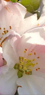 Apple blossom wallpaper with pink and white petals showcasing natural beauty.