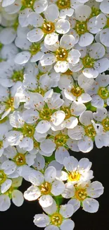 Flower Plant White Live Wallpaper