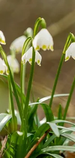 Flower Plant White Live Wallpaper