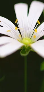 Flower Plant White Live Wallpaper