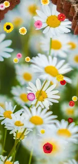 Flower Plant White Live Wallpaper