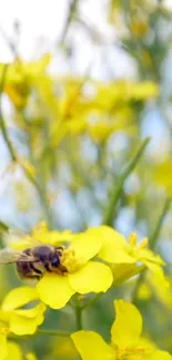 Flower Pollinator Insect Live Wallpaper