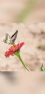 Flower Pollinator Plant Live Wallpaper