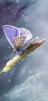 Flower Pollinator Polyommatus Live Wallpaper