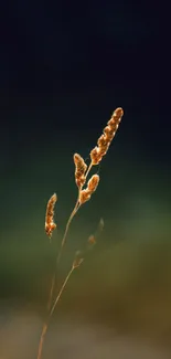 Flower Terrestrial Plant Twig Live Wallpaper