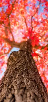 Flower Tree Sky Live Wallpaper