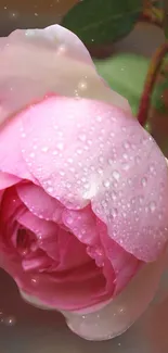 Flower Water Plant Live Wallpaper