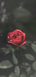 A vibrant red rose with a blurred background.