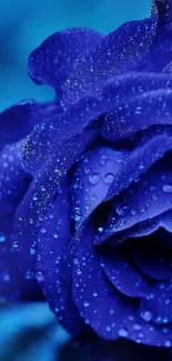 Mobile wallpaper of a dewy blue rose with delicate droplets.