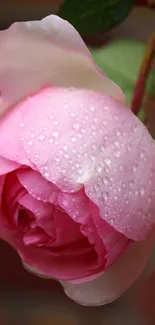 Flower Water Plant Live Wallpaper