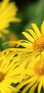 Flower Yellow Petal Live Wallpaper