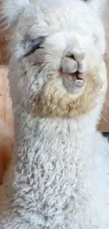 Fluffy white alpaca smiling in a barn, perfect for phones.