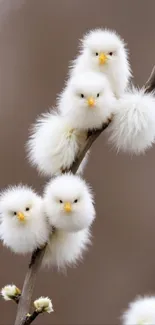 Four fluffy white birds perched on a tree branch.