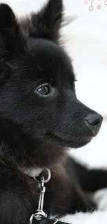 Cute fluffy black puppy on a white background.