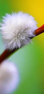 Close-up of a fluffy white blossom on a vibrant green and yellow background.