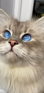 Fluffy cat with striking blue eyes gazing upwards.