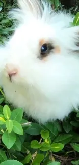 Fluffy white bunny sitting on green leaves.