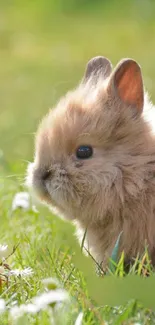 Adorable fluffy bunny in a lush green meadow, perfect phone wallpaper.