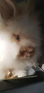 Adorable fluffy bunny in warm sunlight.