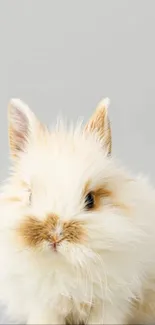 Fluffy white and brown bunny with long ears on light gray background.
