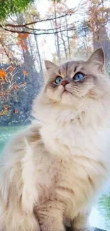 Fluffy cat with blue eyes sits by a calm lake in autumn.