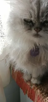 Fluffy Persian cat sitting by a sunlit window with lace curtain.