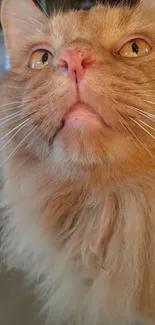 Close-up of a fluffy ginger cat with a tender gaze, perfect mobile wallpaper.