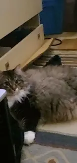 Fluffy cat relaxing in a cozy living room setting.