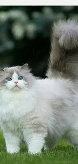 Fluffy cat with blue eyes standing in a green field.