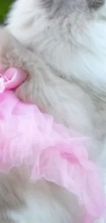 Fluffy white cat wearing a pink tutu on a blurred background.