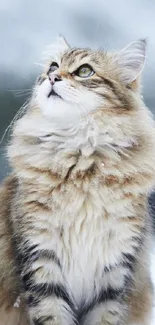 Beautiful fluffy cat sitting in the snow looking up.