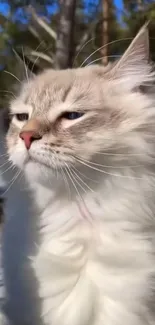 Fluffy cat basking in the sunlight outdoors.