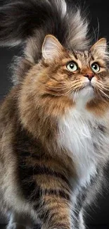 Majestic fluffy cat mobile wallpaper showcasing detailed fur texture.