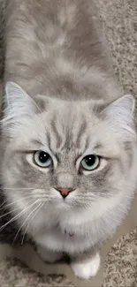 Fluffy gray cat with striking eyes on carpet.