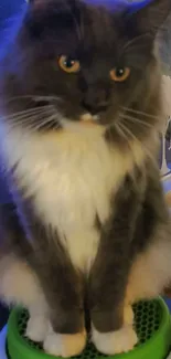 Fluffy gray and white cat sitting by a window.