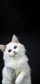 Fluffy white cat on black background wallpaper.