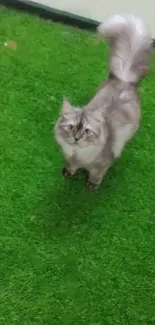 Fluffy cat standing on lush green grass.