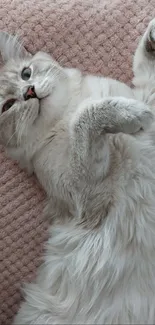 Fluffy cat sprawled on a pink blanket, looking cozy.