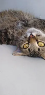 Fluffy tabby cat lying upside down on a light-colored couch.