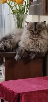 Fluffy cat lounging indoors with yellow flowers.