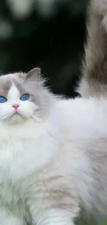 Fluffy white cat with striking blue eyes outdoors.