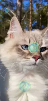 Fluffy cat surrounded by colorful bubbles in a forest backdrop.