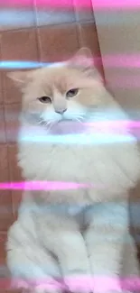 Fluffy beige cat with pink and blue neon stripes background.