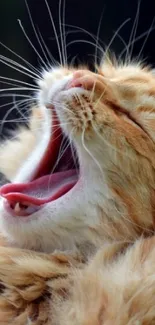 Fluffy orange cat yawning with a wide open mouth.