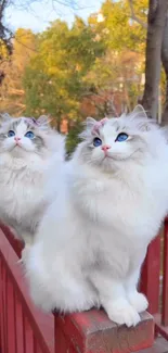 Two fluffy cats sitting on a wooden fence with trees in the background.